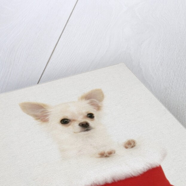 Chihuahua in Christmas Stocking by Anonymous