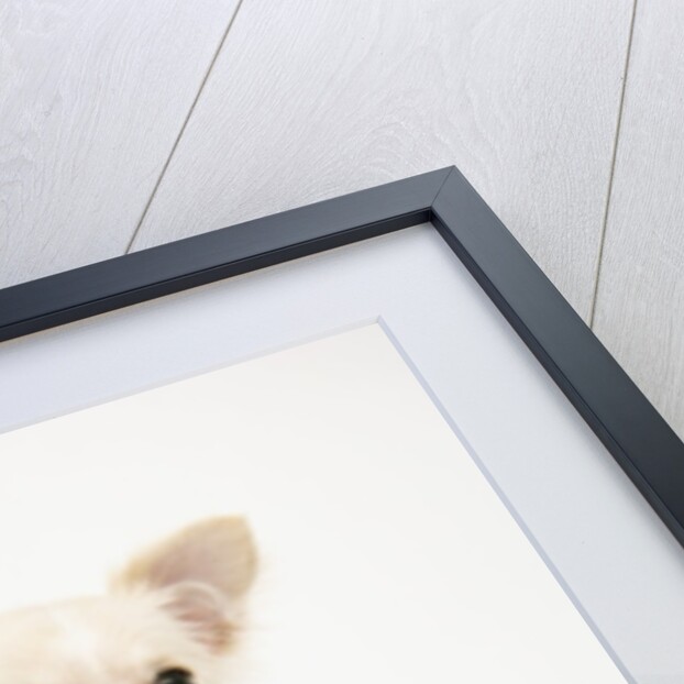 Chihuahua in Christmas Stocking by Anonymous