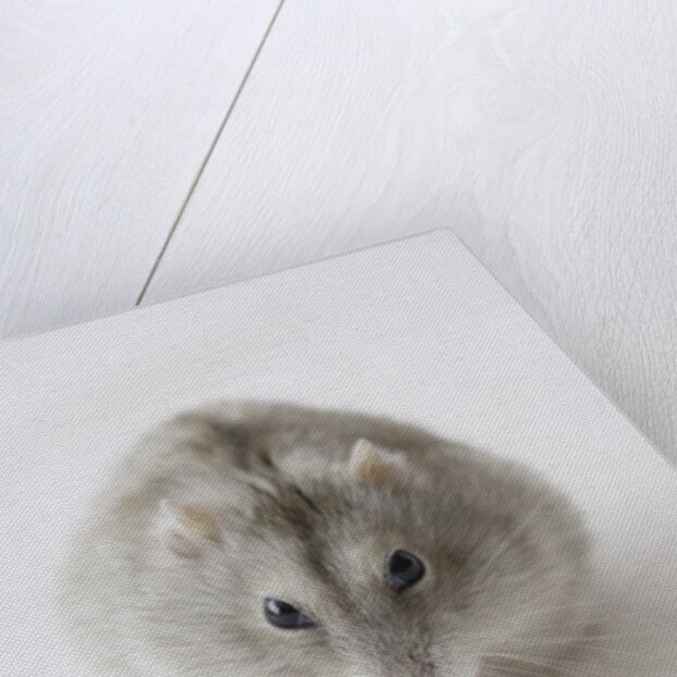 Hamster Eating Cheese by Anonymous