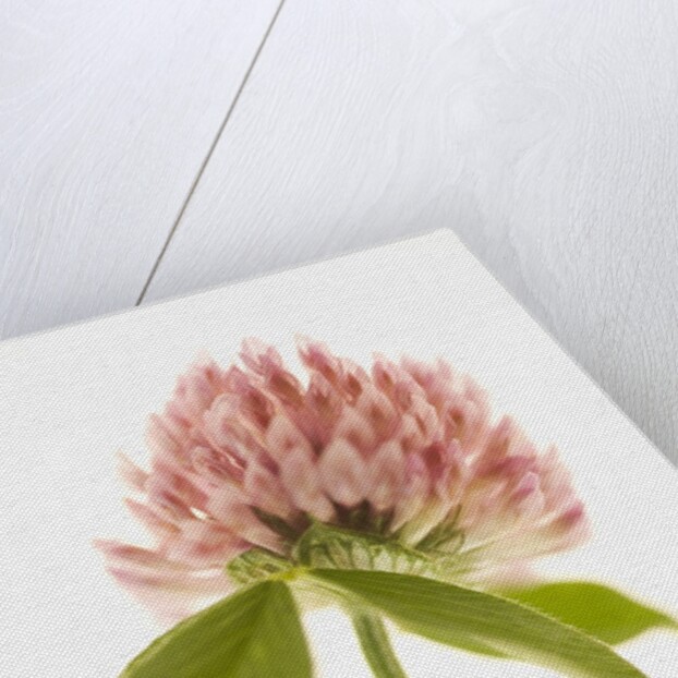 Pink Clover Flower by Anonymous