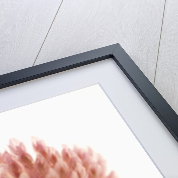 Pink Clover Flower by Anonymous