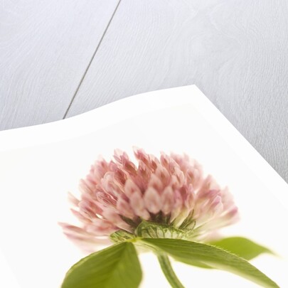 Pink Clover Flower by Anonymous