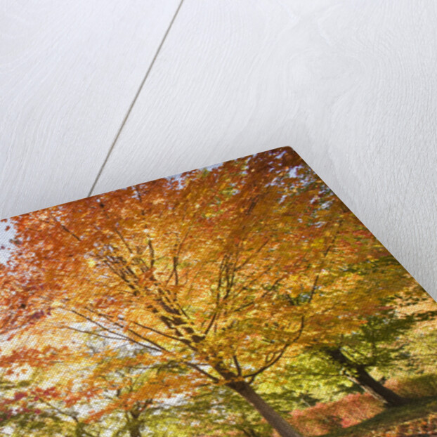 Trees in Autumn by Anonymous