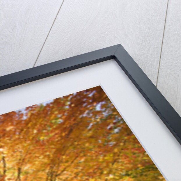 Trees in Autumn by Anonymous