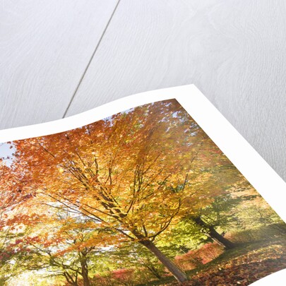 Trees in Autumn by Anonymous