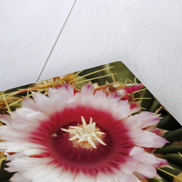 Cactus Flower and Thorns by Anonymous