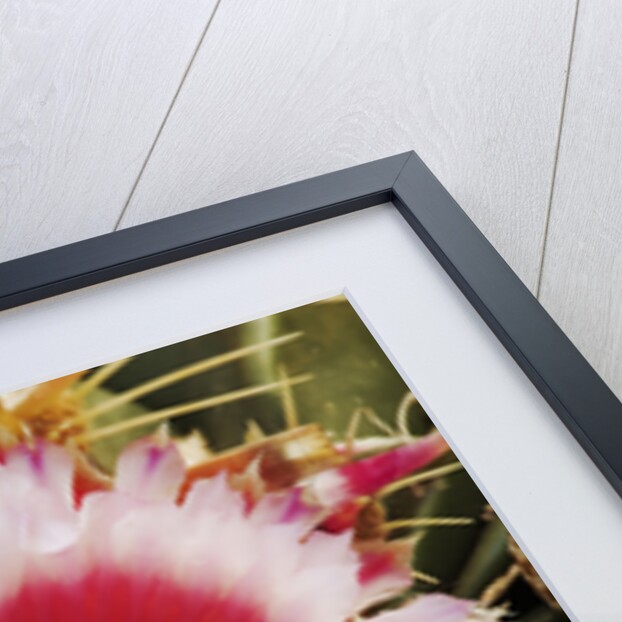 Cactus Flower and Thorns by Anonymous