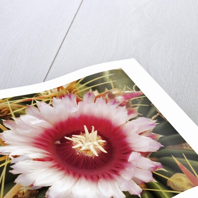 Cactus Flower and Thorns by Anonymous