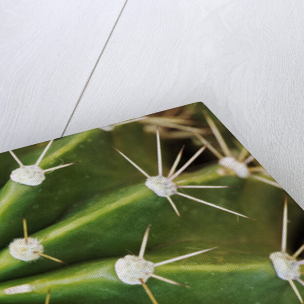 Cactus Thorns by Anonymous