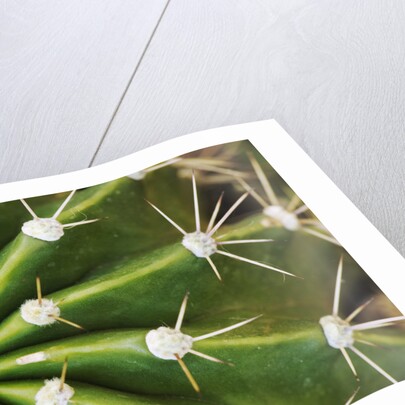 Cactus Thorns by Anonymous