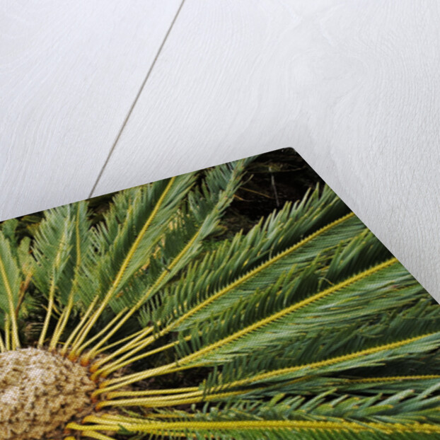 White-haired Cycad by Anonymous