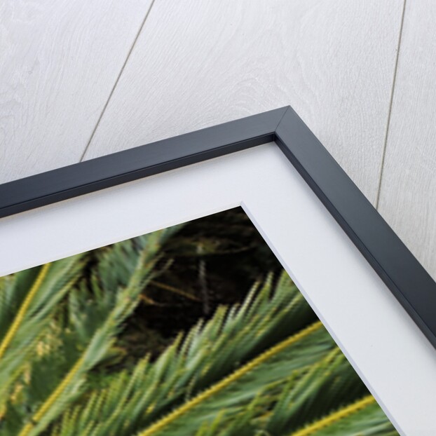 White-haired Cycad by Anonymous
