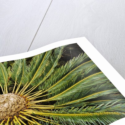 White-haired Cycad by Anonymous