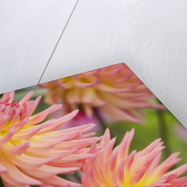 Dahlia 'Karma Sangria' in Bloom by Anonymous