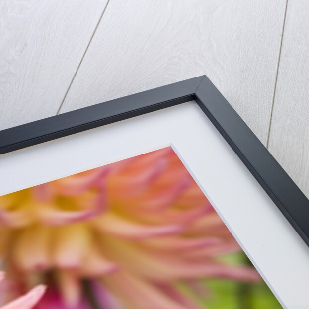 Dahlia 'Karma Sangria' in Bloom by Anonymous