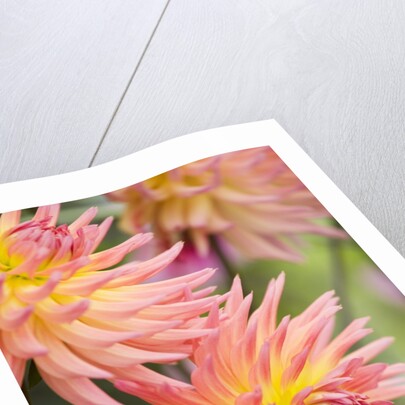 Dahlia 'Karma Sangria' in Bloom by Anonymous