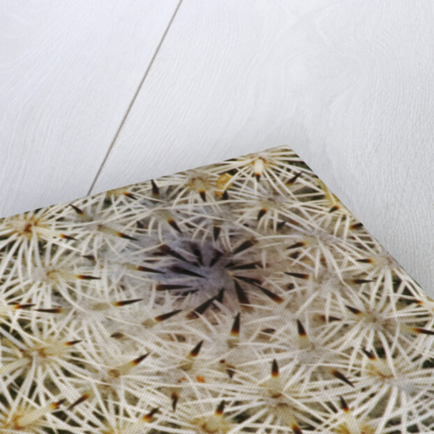 Cactus Thorns by Anonymous