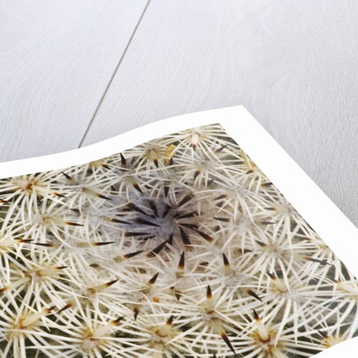 Cactus Thorns by Anonymous