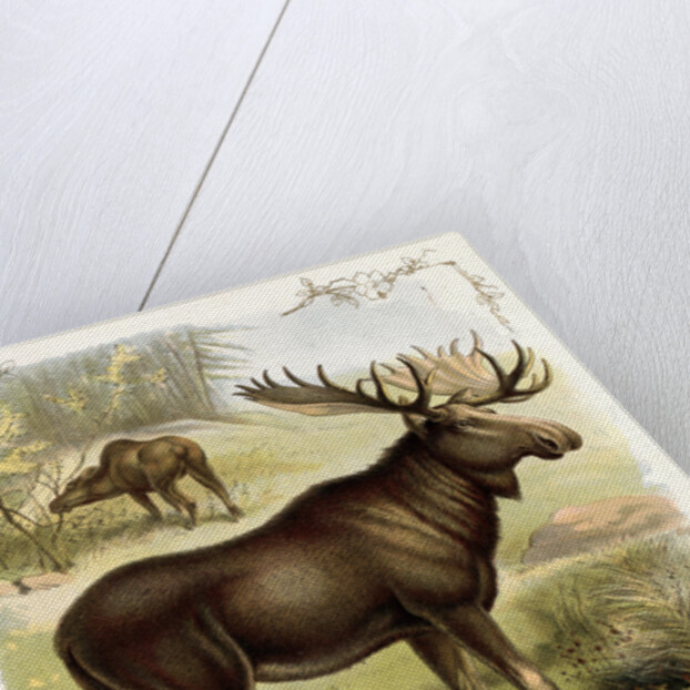 Moose by Anonymous