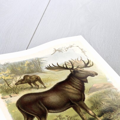 Moose by Anonymous