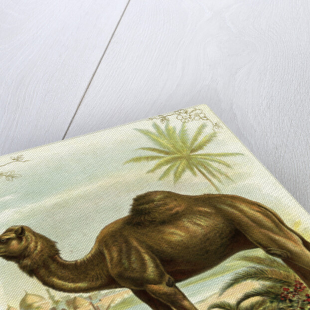 Lithograph of Camel by Anonymous