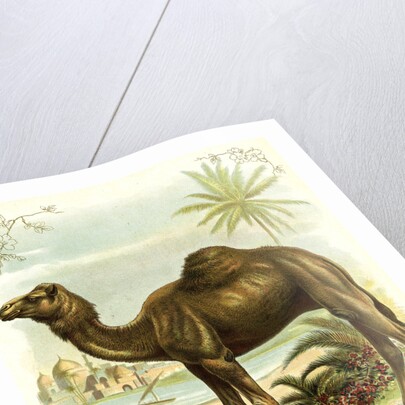 Lithograph of Camel by Anonymous