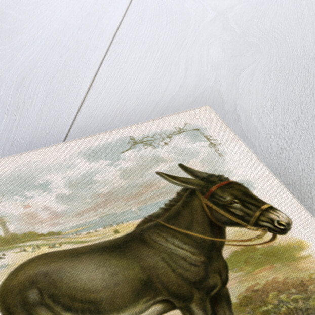 Illustration of Donkey by Anonymous