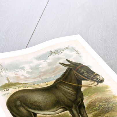 Illustration of Donkey by Anonymous