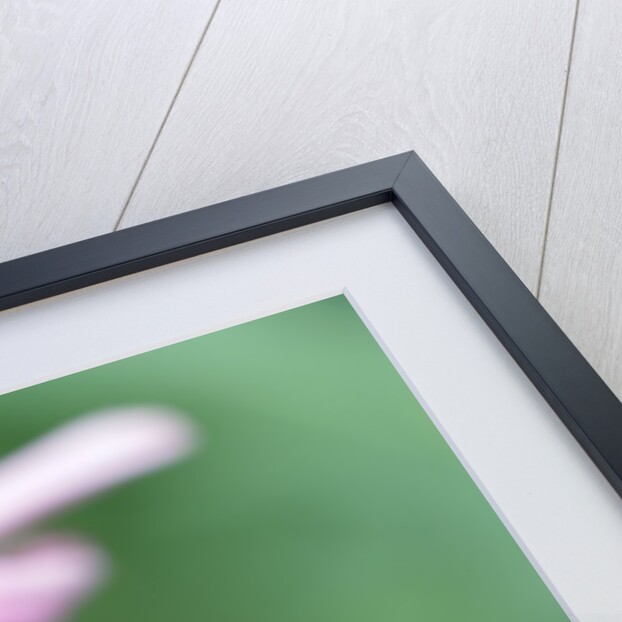 Close-Up of Echinacea Flower by Anonymous