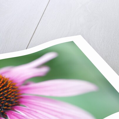 Close-Up of Echinacea Flower by Anonymous