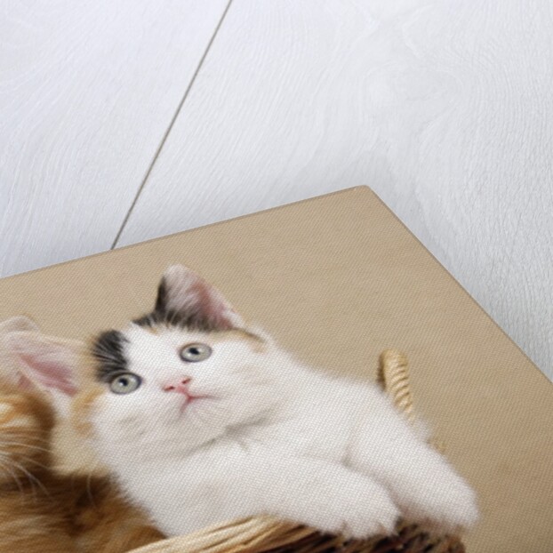 Two Kittens in a Basket by Anonymous