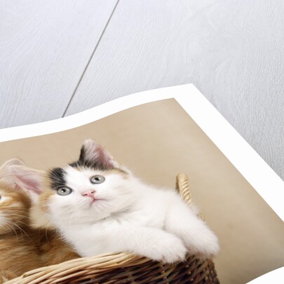 Two Kittens in a Basket by Anonymous