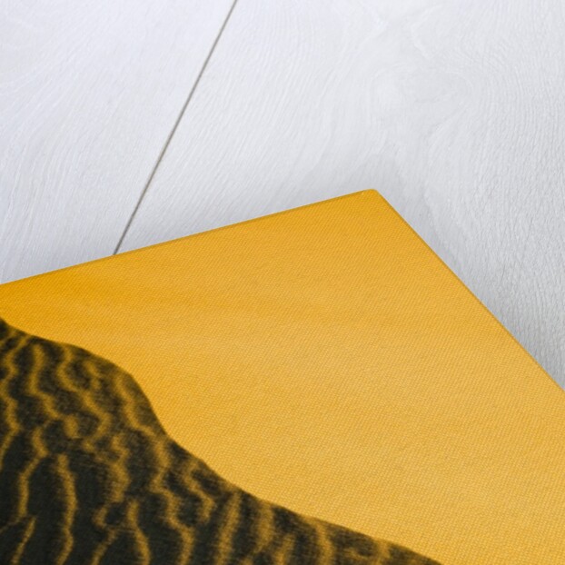 Sand Dune Ridge by Anonymous