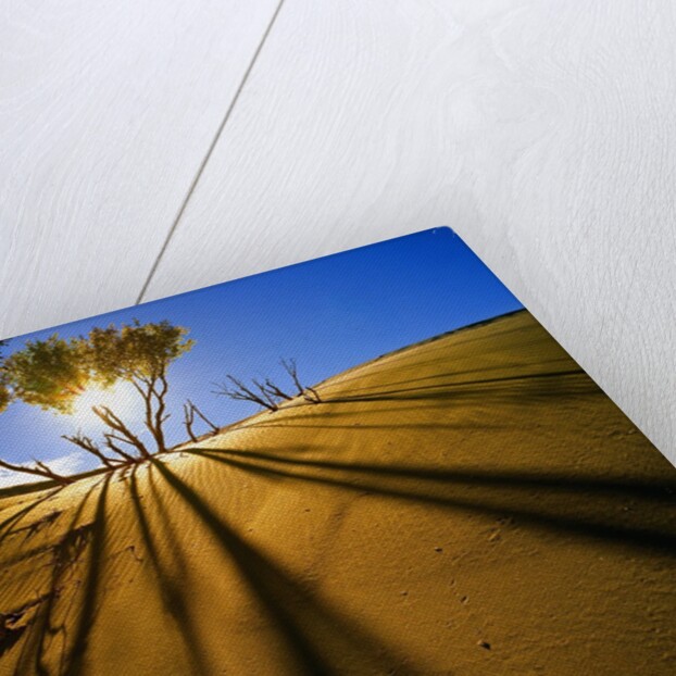 Poplar Trees on Sand Dunes in the Tengger Desert by Anonymous