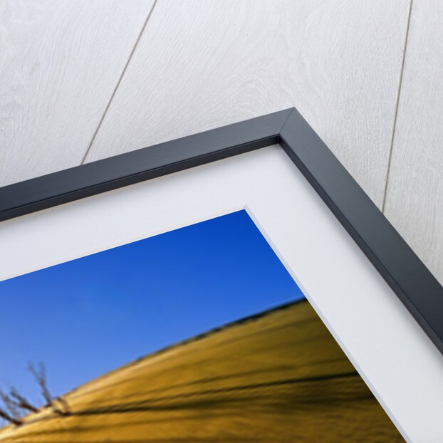 Poplar Trees on Sand Dunes in the Tengger Desert by Anonymous