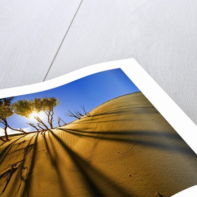 Poplar Trees on Sand Dunes in the Tengger Desert by Anonymous