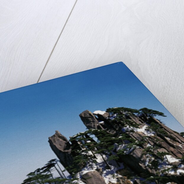 Pine Trees at Top of Yellow Mountains in Spring by Anonymous