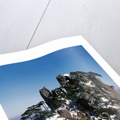 Pine Trees at Top of Yellow Mountains in Spring by Anonymous