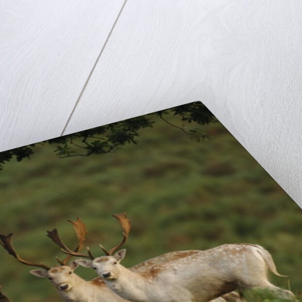 White Fallow Deer Stags Standing by Tree by Corbis