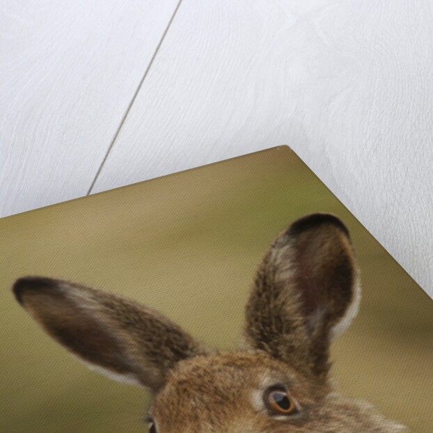 Mountain Hare with Summer Coat by Anonymous