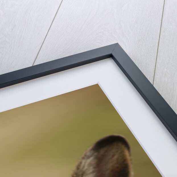 Mountain Hare with Summer Coat by Anonymous