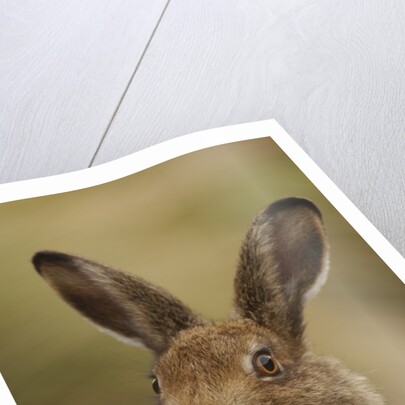 Mountain Hare with Summer Coat by Anonymous