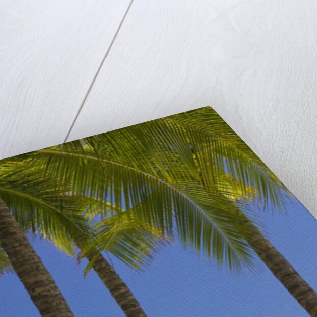 Palm Trees on Beach by Anonymous