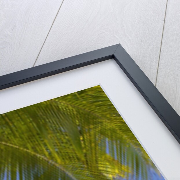 Palm Trees on Beach by Anonymous