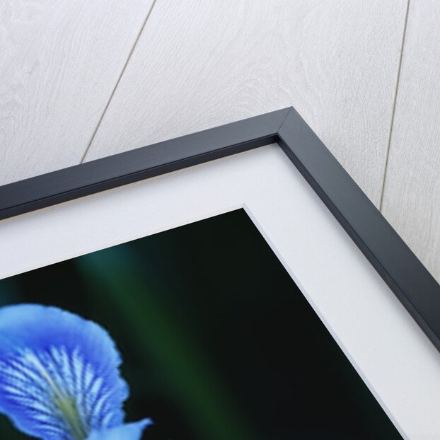 Blue Flower by Anonymous