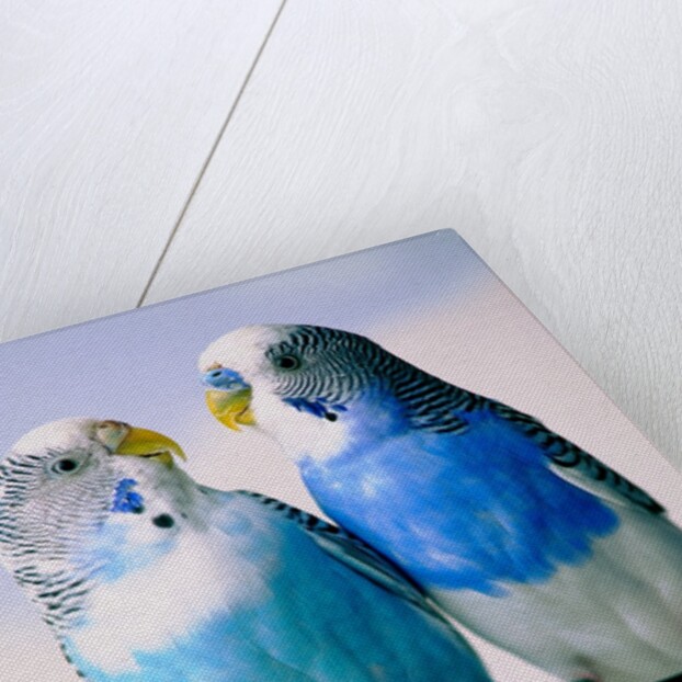 Pair of Parakeets Perching on Chair Back by Anonymous