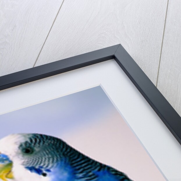 Pair of Parakeets Perching on Chair Back by Anonymous