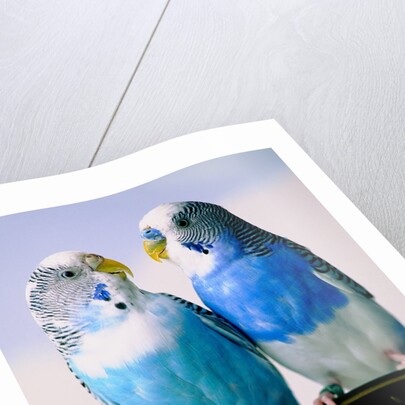 Pair of Parakeets Perching on Chair Back by Anonymous