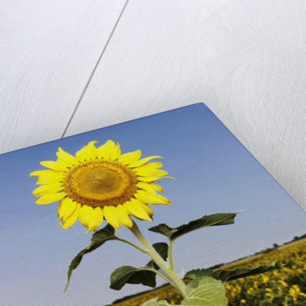 Field of Sunflowers by Anonymous