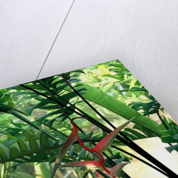 Heliconia Growing Among Tropical Ferns by Anonymous